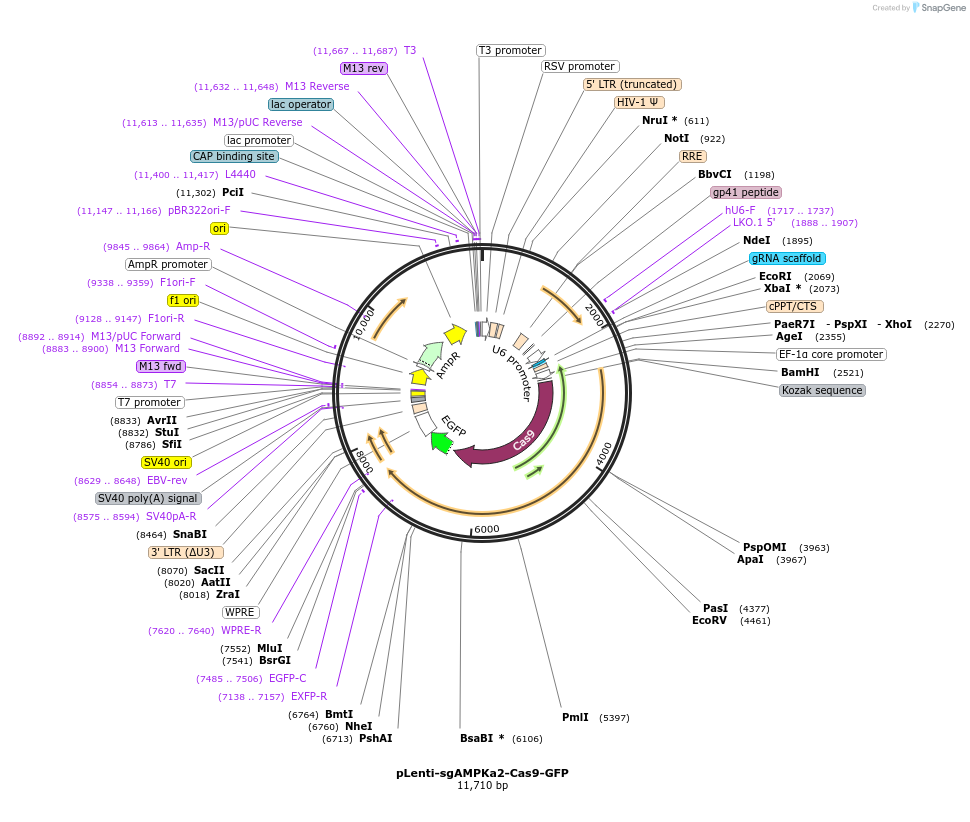208050-plasmid-map-sequence-id-414091
