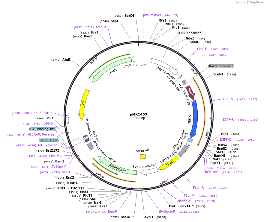 208805-plasmid-map-sequence-id-414096