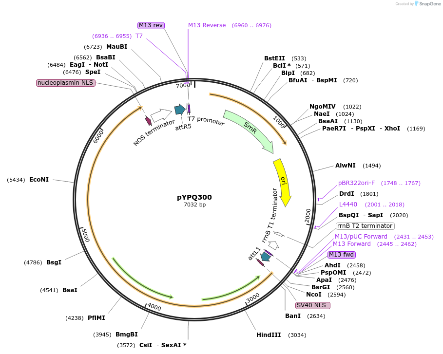 205414-plasmid-map-sequence-id-414101