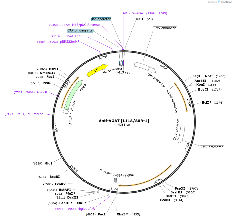 206689-plasmid-map-sequence-id-414102