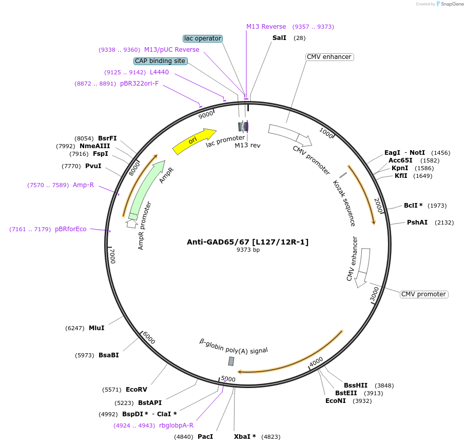 206692-plasmid-map-sequence-id-414104