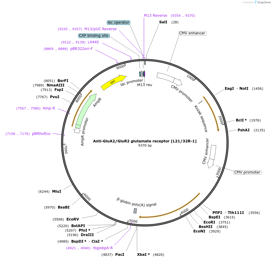 206693-plasmid-map-sequence-id-414106
