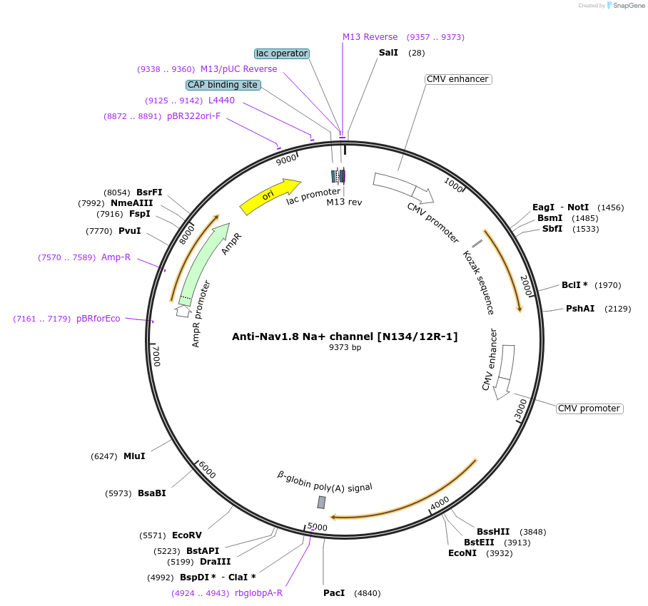 206700-plasmid-map-sequence-id-414153