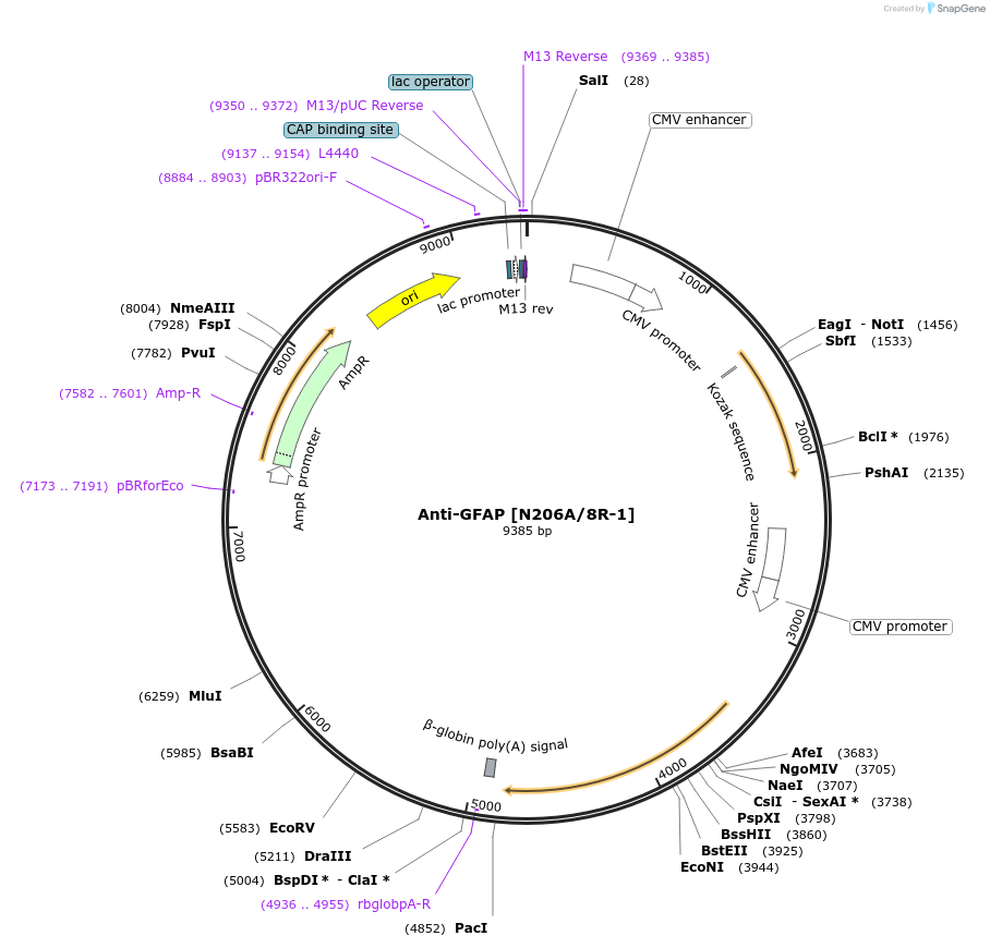 206703-plasmid-map-sequence-id-414156