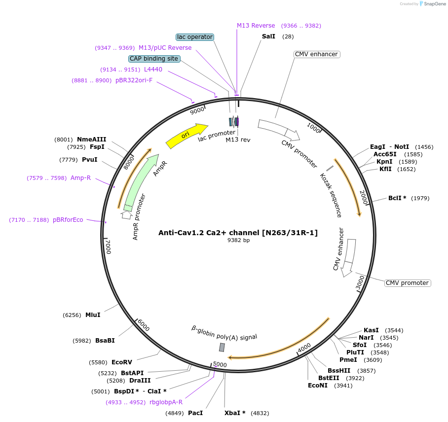 206705-plasmid-map-sequence-id-414158