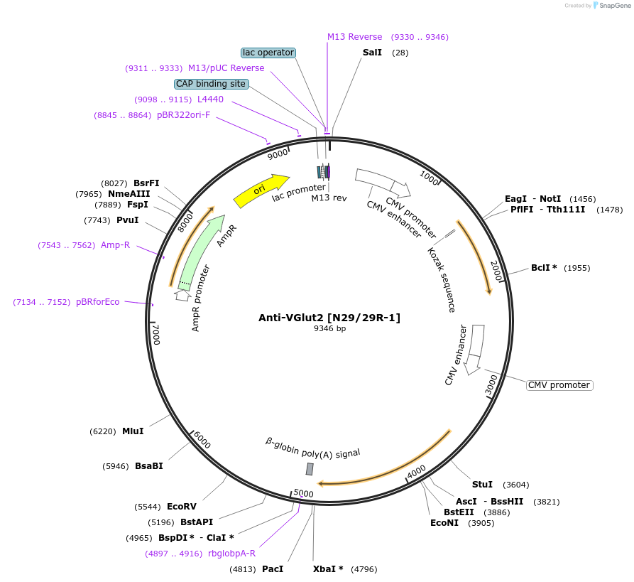 206707-plasmid-map-sequence-id-414160