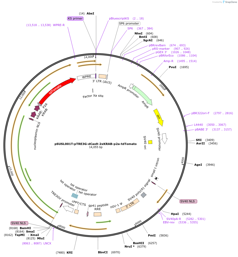 209298-plasmid-map-sequence-id-414164