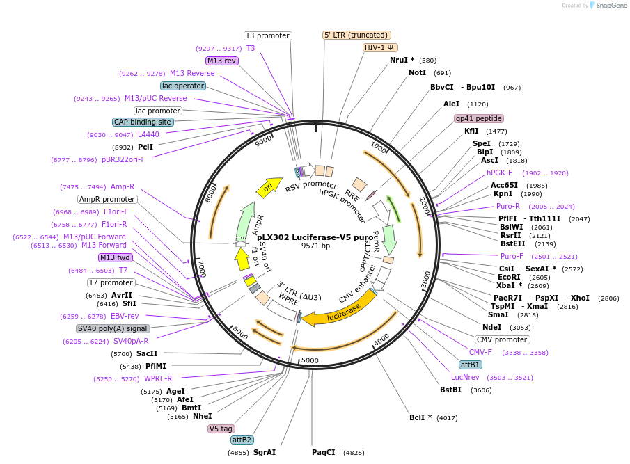 47553-plasmid-map-sequence-id-414167