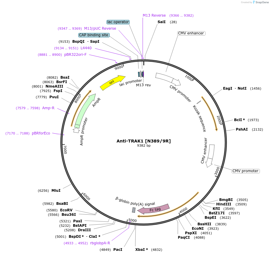 206567-plasmid-map-sequence-id-414189