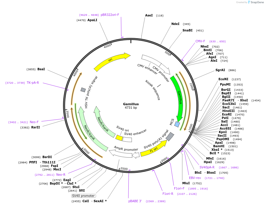 197926-plasmid-map-sequence-id-414192