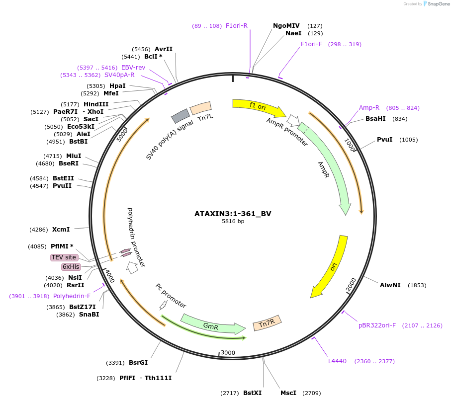 209732-plasmid-map-sequence-id-414195
