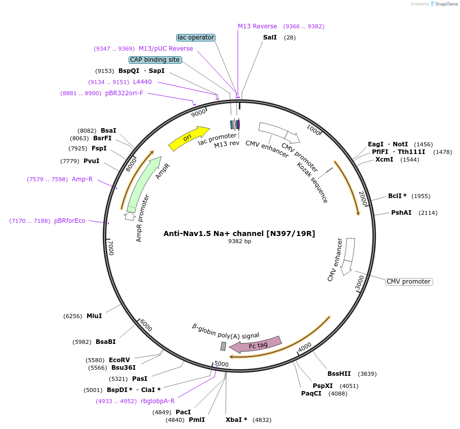 206569-plasmid-map-sequence-id-414200