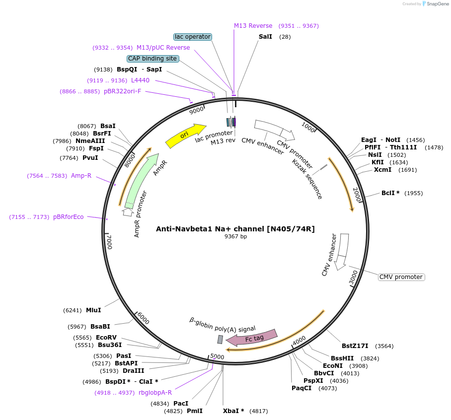 206571-plasmid-map-sequence-id-414203
