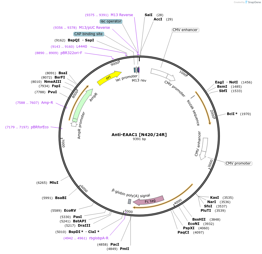 206572-plasmid-map-sequence-id-414205
