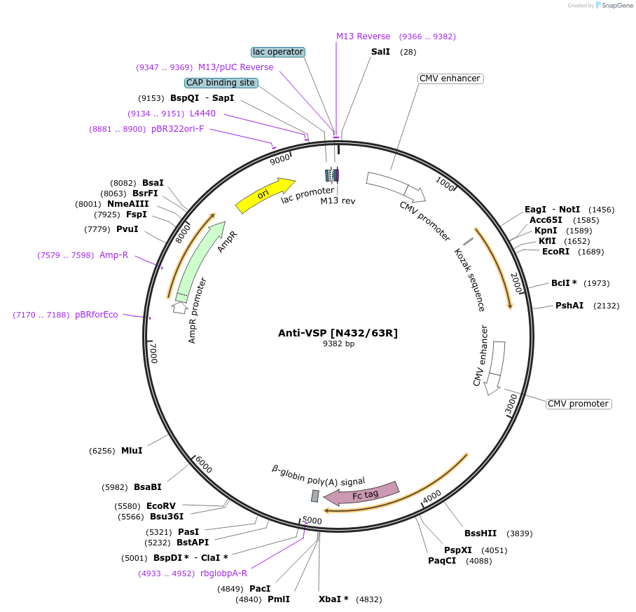206578-plasmid-map-sequence-id-414207