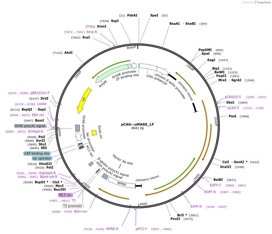 209763-plasmid-map-sequence-id-414330