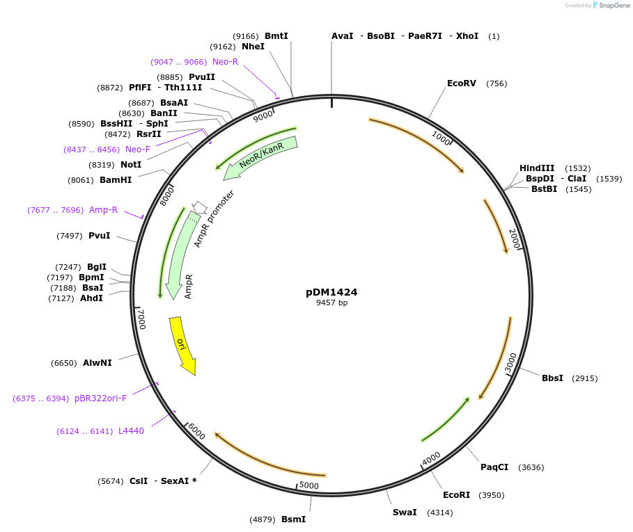 207424-plasmid-map-sequence-id-414332