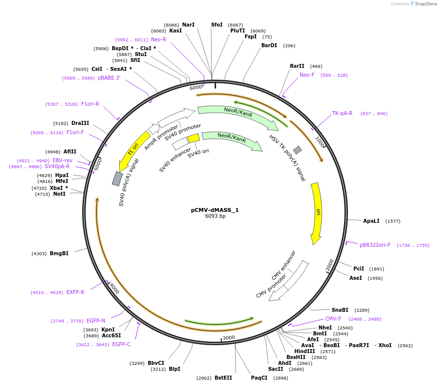 209764-plasmid-map-sequence-id-414334