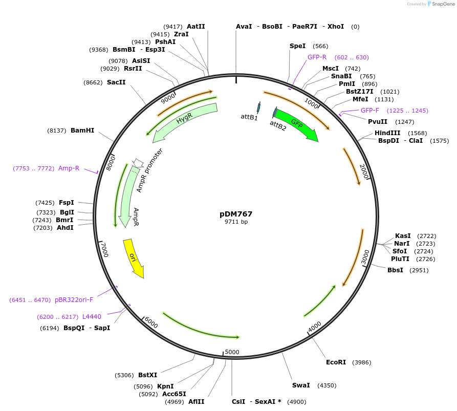 207425-plasmid-map-sequence-id-414336