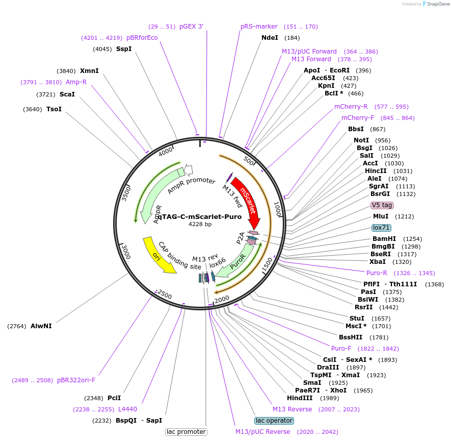 207722-plasmid-map-sequence-id-414347