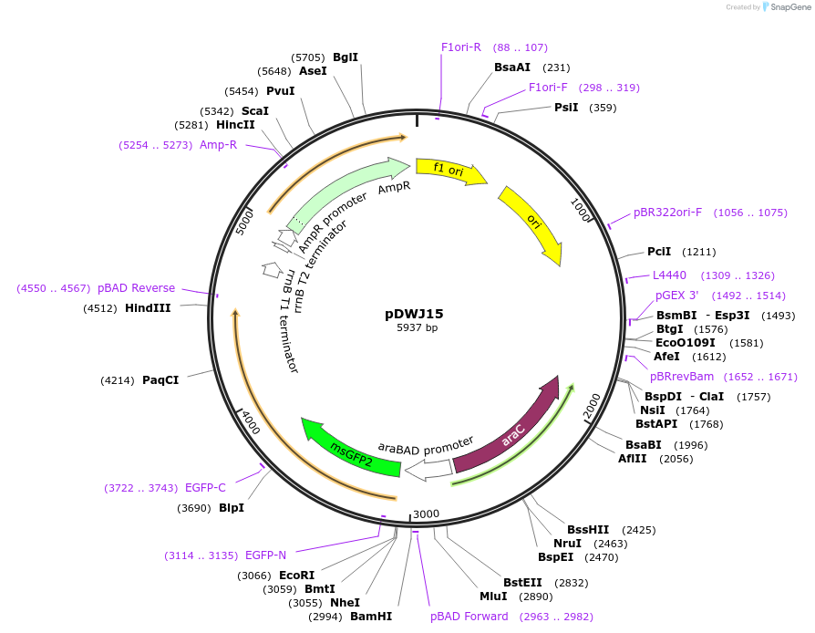 207598-plasmid-map-sequence-id-414351