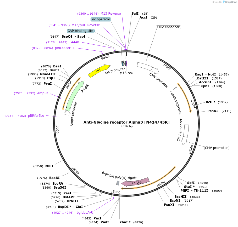 206573-plasmid-map-sequence-id-414355