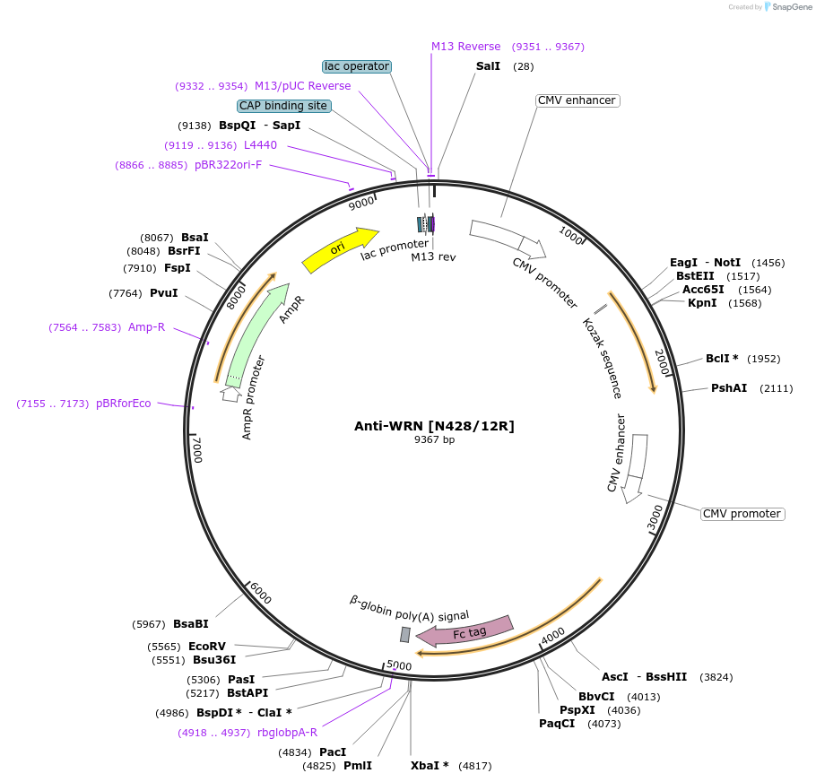 206575-plasmid-map-sequence-id-414357