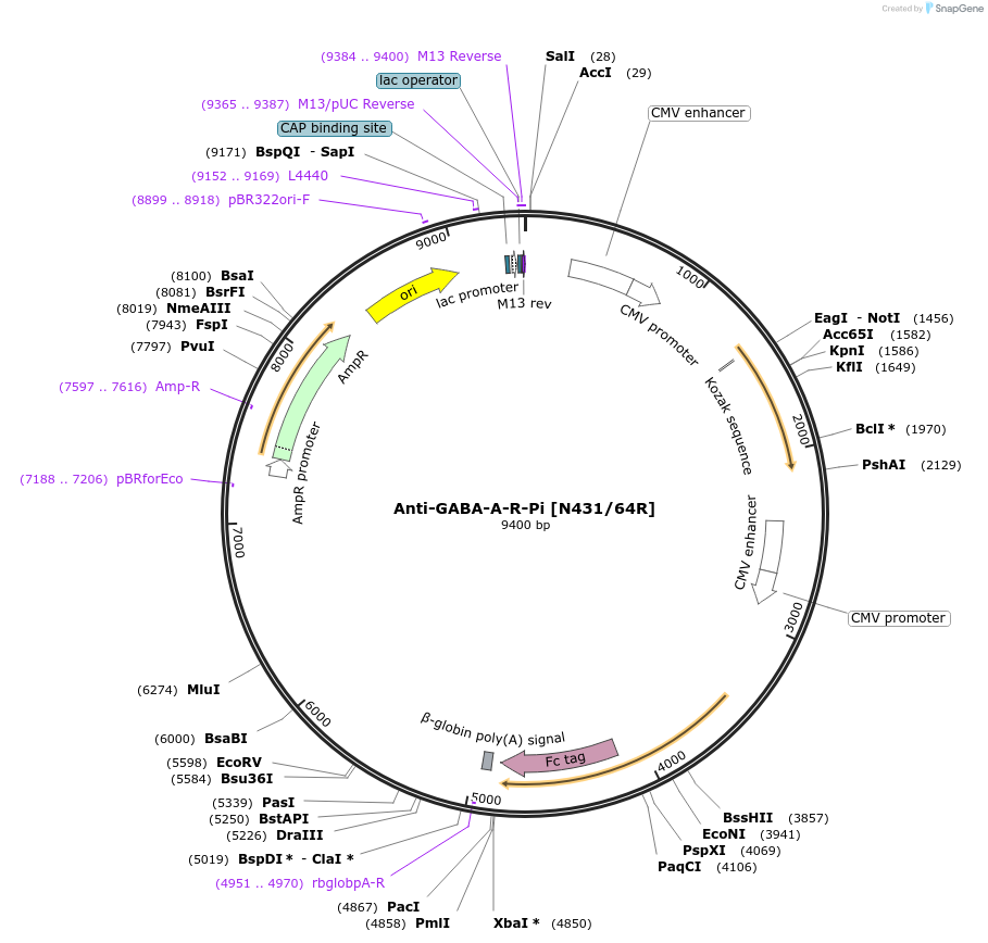 206576-plasmid-map-sequence-id-414358