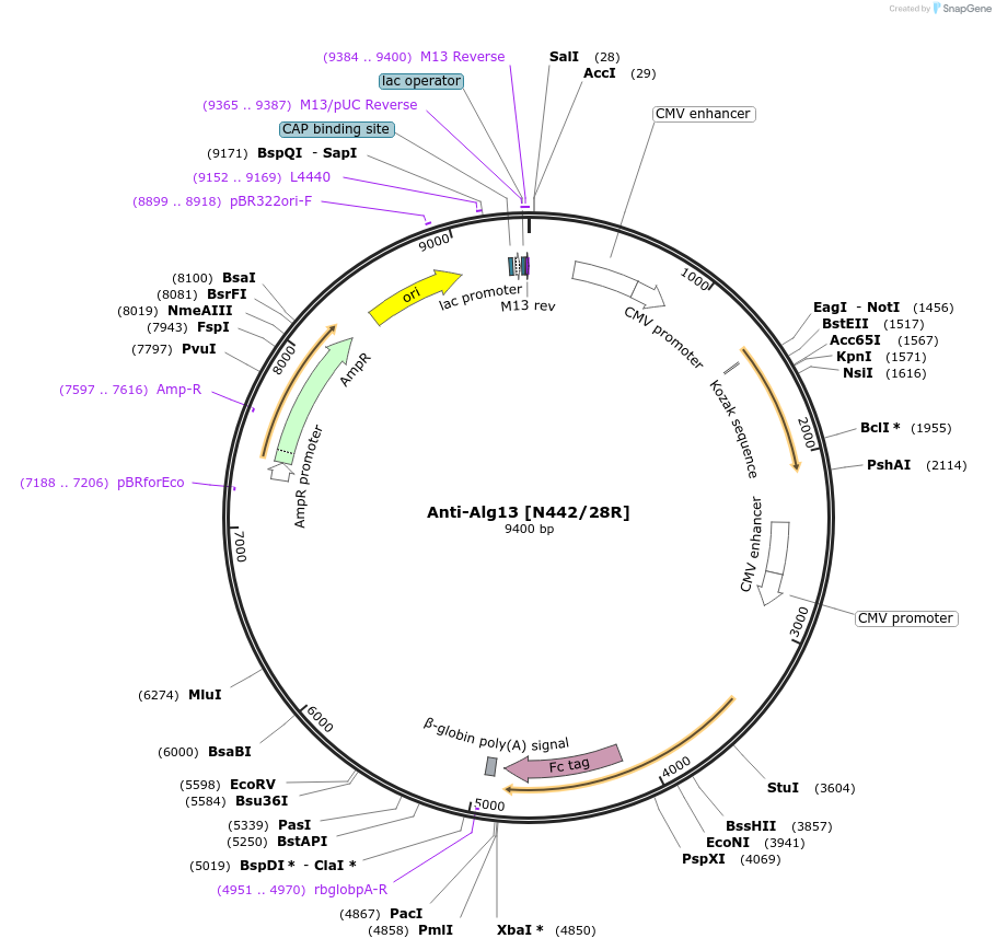 206582-plasmid-map-sequence-id-414361
