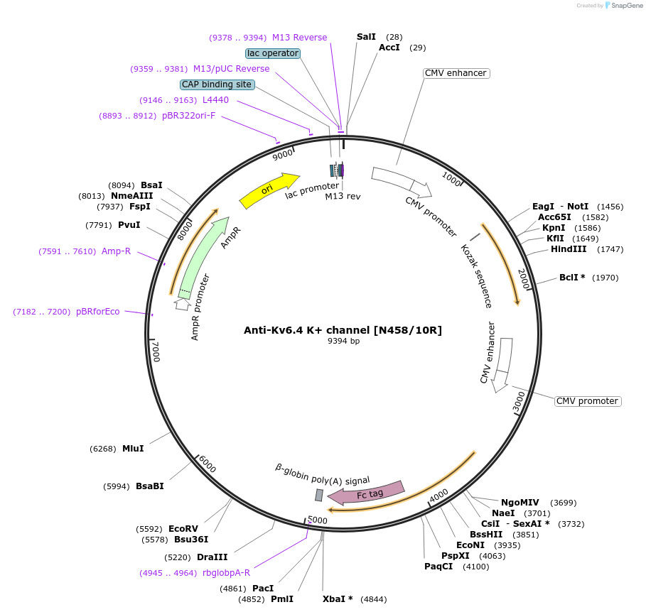 206590-plasmid-map-sequence-id-414364