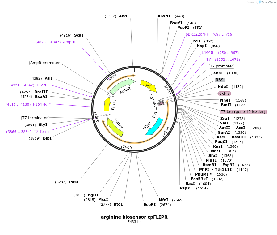 205746-plasmid-map-sequence-id-414383