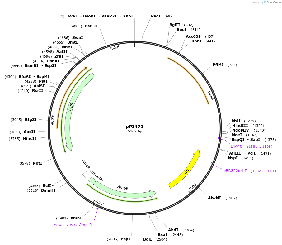 207437-plasmid-map-sequence-id-414388