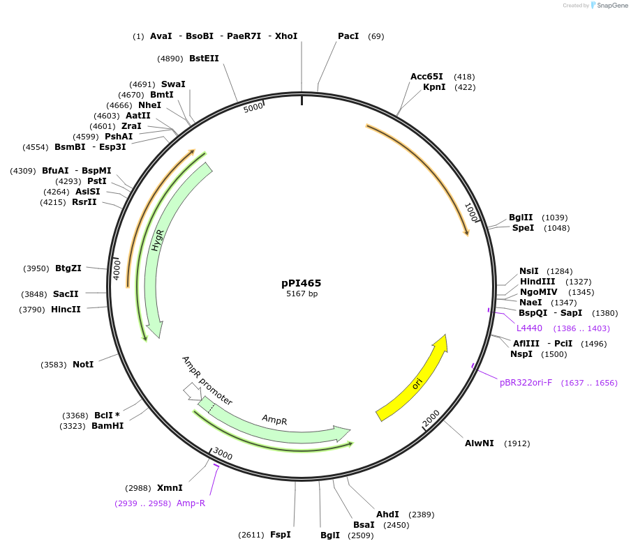 207435-plasmid-map-sequence-id-414392