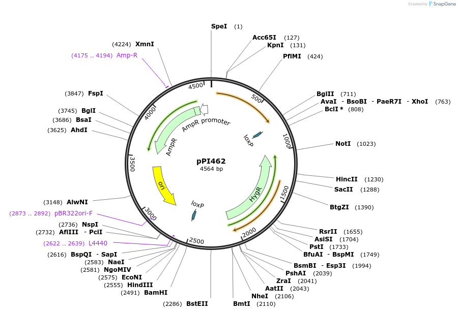 207434-plasmid-map-sequence-id-414393