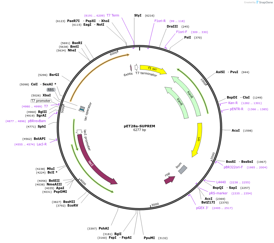 205023-plasmid-map-sequence-id-414397