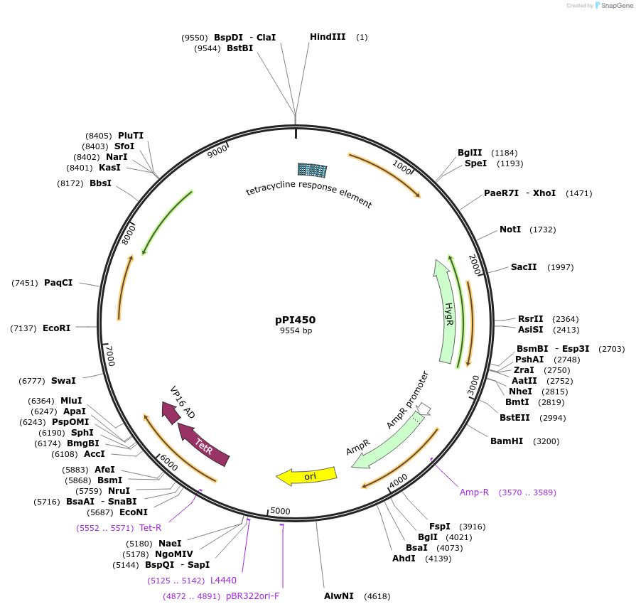 207433-plasmid-map-sequence-id-414400