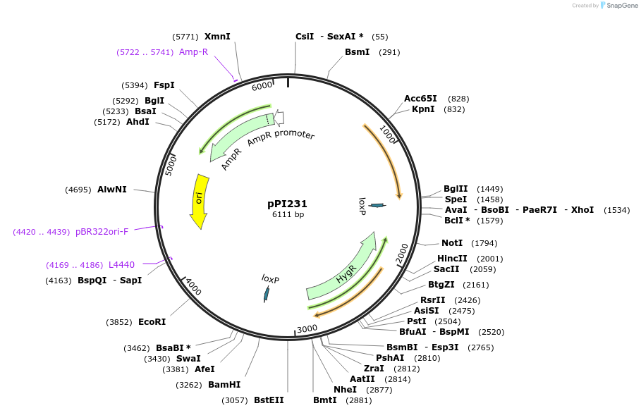 207432-plasmid-map-sequence-id-414402