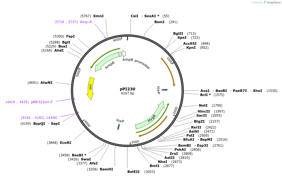 207431-plasmid-map-sequence-id-414403