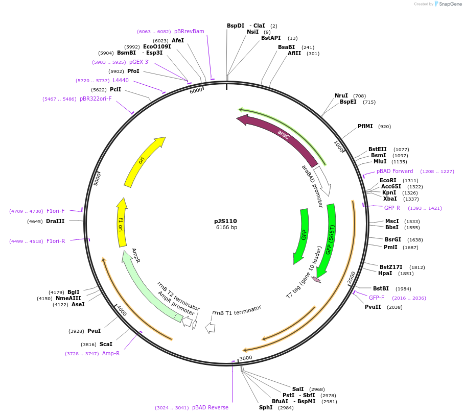 207591-plasmid-map-sequence-id-414404