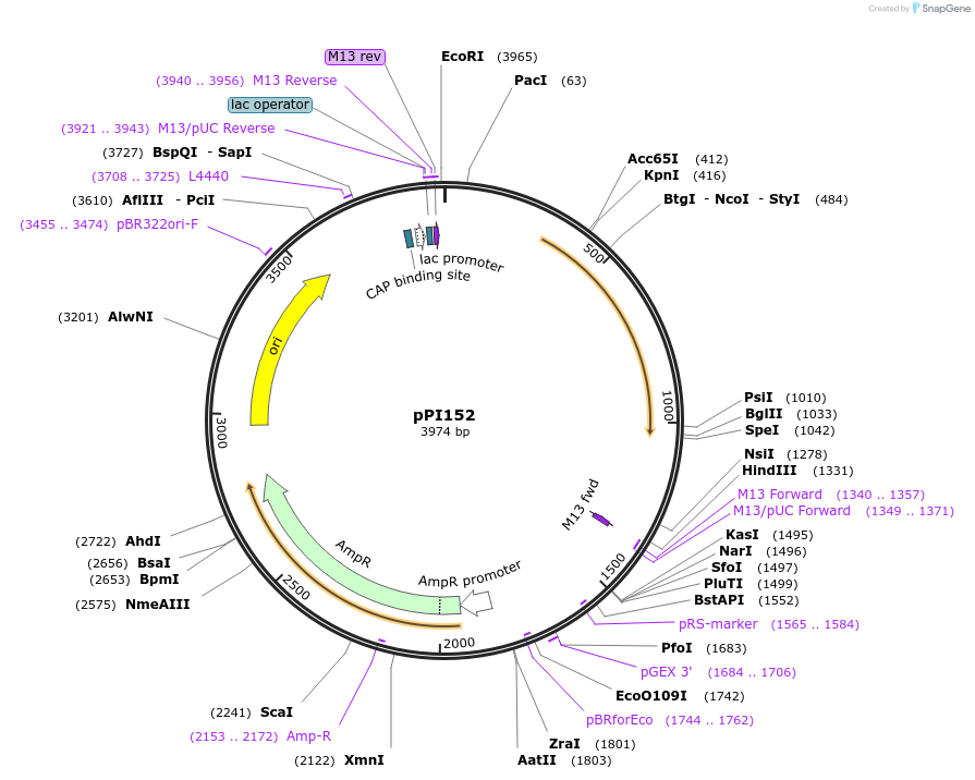207428-plasmid-map-sequence-id-414405
