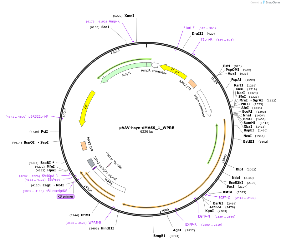 209765-plasmid-map-sequence-id-414408