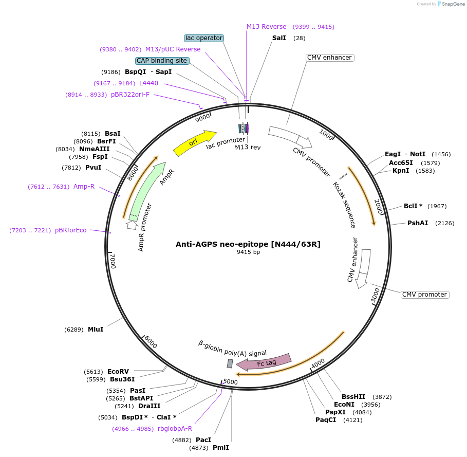 206583-plasmid-map-sequence-id-414410