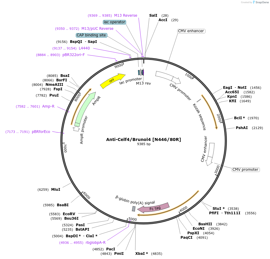 206584-plasmid-map-sequence-id-414411