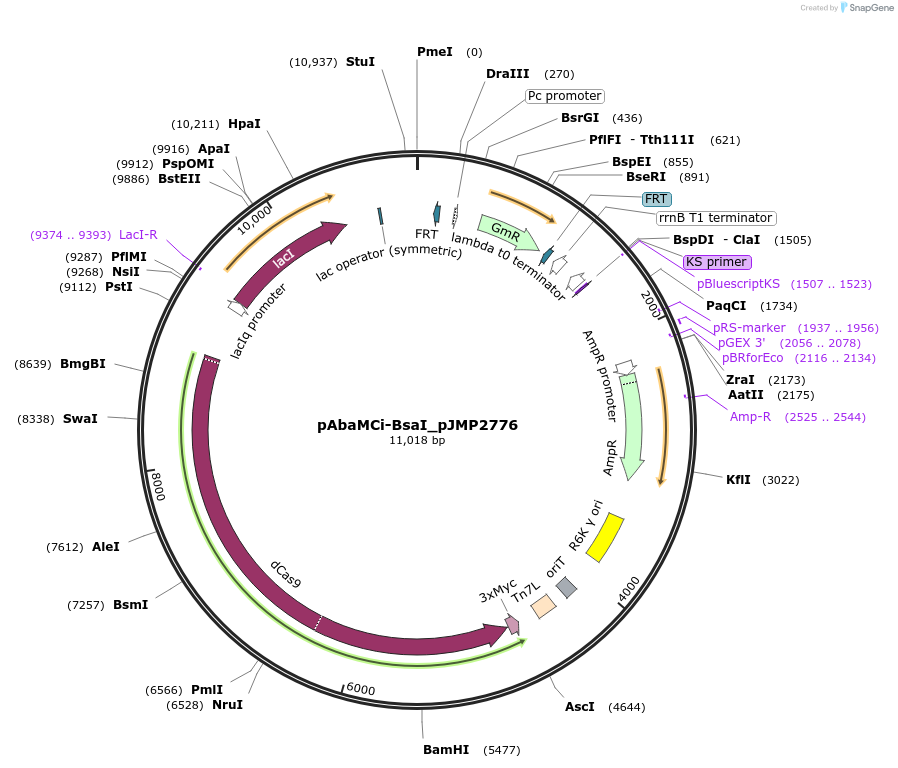 208890-plasmid-map-sequence-id-414421