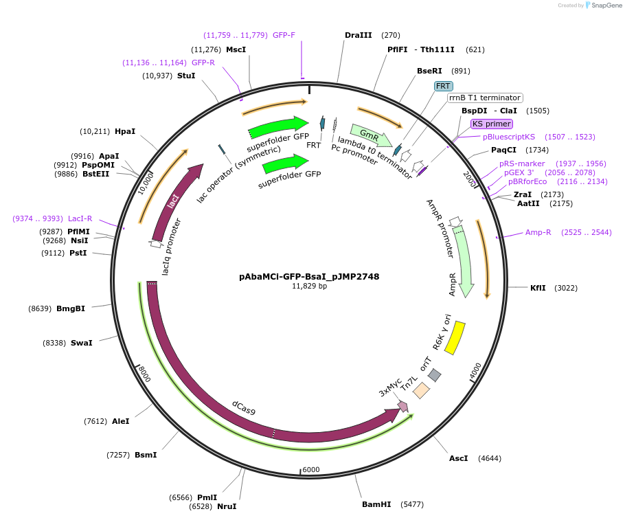 208888-plasmid-map-sequence-id-414422