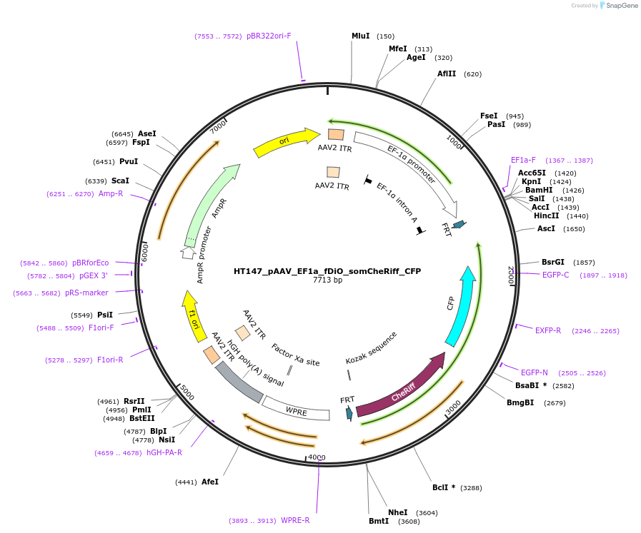208608-plasmid-map-sequence-id-414423