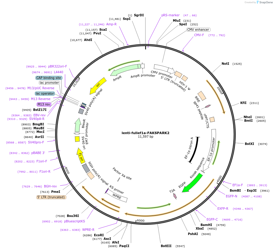 195265-plasmid-map-sequence-id-414433