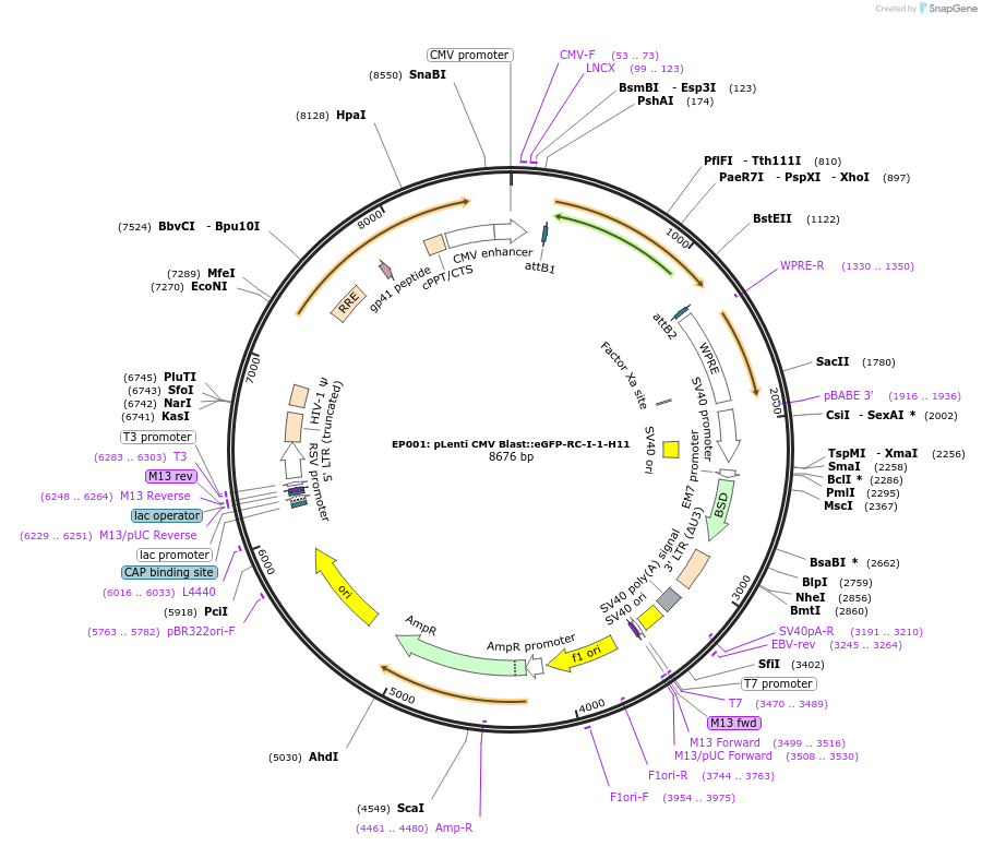 209301-plasmid-map-sequence-id-414434