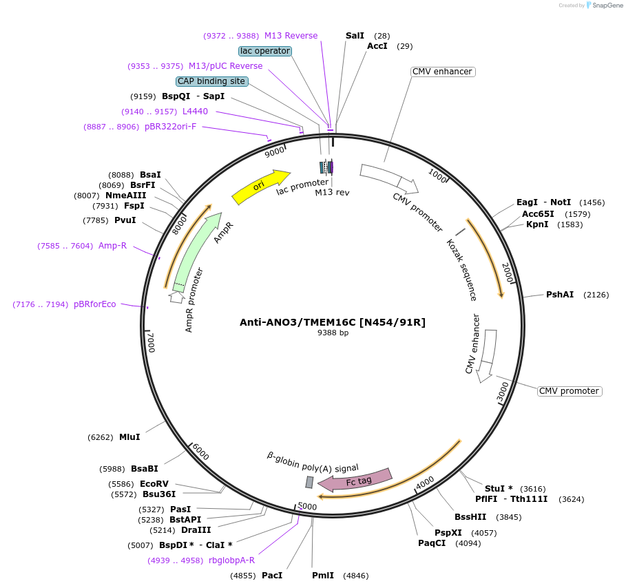 206587-plasmid-map-sequence-id-414441