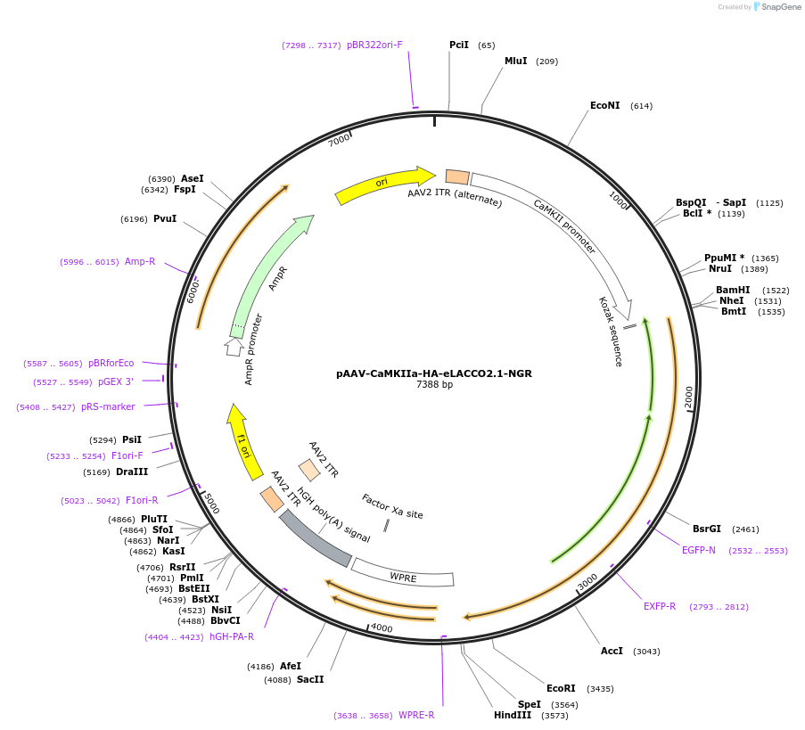 207989-plasmid-map-sequence-id-414442